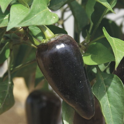 Terav pipar Jalapeno Purple Hot Pepper, Jalapeno hot chilipepparfrön, het pepper, pippuri